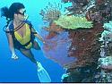 Life on the Undersea Reef